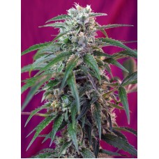 Green Poison Auto- Sweet Seeds